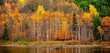 Birch trees in autumn, Acadia National Park