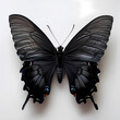 black butterfly 