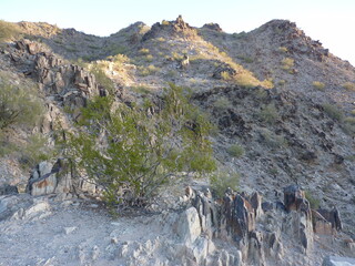 Wall Mural - Paysage désert cactus Arizona Etats-Unis