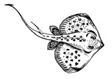 Fototapeta Dinusie - Stingray fish engraving PNG illustration with transparent background