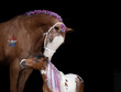 Patriotic Horse Friends USA Patriotic Horse with red white and blue braids and glitter star flag