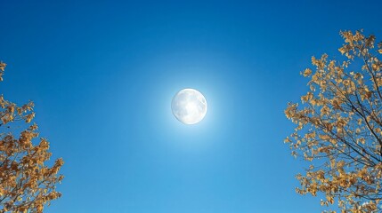 Wall Mural - Large moon is shining in the sky above two trees, on a cloudless sky