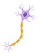 Vector Illustration of neuron anatomy (nerve cell axon and myelin sheath)