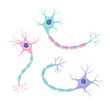 Vector set of neurons