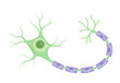 Vector Illustration of neuron anatomy (nerve cell axon and myelin sheath)