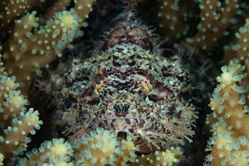 Wall Mural - A well-camouflaged scorpionfish, Scorpaenopsis sp., waits to ambush unwary prey on a coral reef in Raja Ampat, Indonesia. All species of scorpionfish protect themselves with venomous fin spines.