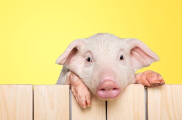 Poster - Happy young cute pink pig