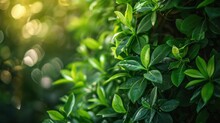 Nature Of Green Leaf In Garden At Summer. Natural Green Leaves Plants Using As Spring Background Cover Page Greenery Environment Ecology Wallpaper  - Generative Ai