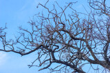 Fototapeta  - Gałęzie robinii akacjowej na tle błękitnego zimowego nieba. Malowniczo poskręcane gałęzie dużego drzewa na tle pogodnego, błękitnego nieba w lutowe popołudnie.