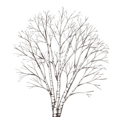 Bare birch tree isolated of winter season