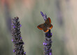 A Brown Argus butterfly (Aricia agestis) feeding on lavendar. Shot on the island of Kythira, Greece.