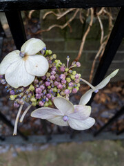 Canvas Print - Hydrangea serrata, Glasgow, Scotland, UK