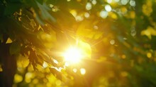 Sun Flare Peeking Through Gaps In Leafy Park Trees Casting A Magical Glow