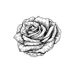 Wall Mural - Rose black and white illustration in vintage etching style isolated on white background. Vector illustration.