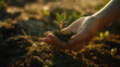 Hand Holding Seedling in Fertile Soil at Sunset
. Close-up of a young plant cradled in the palms of dirty hands against a blurred background with sunset light.
