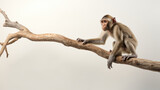Fototapeta  - monkey hanging on tree branch with one hand isolated on white background created with Generative AI Technology