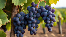 Southern Vineyard. Large Vineyard For Wine Production, Purple Grapes Growing, Close-up. Wine Taste Concept.generative.ai
