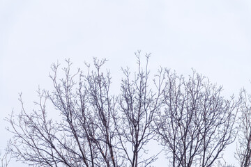 Wall Mural - The top of oak tree on a clear winter day against the blue sky background