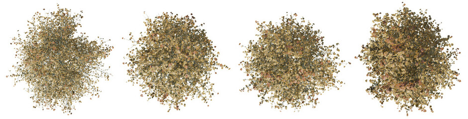 Fototapete - Top view tilia platyphyllos tree isolated on transparent background 3d PNG