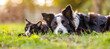 Imagine an image of a happy black and white Border Collie puppy running on green grass, showcasing its playful and cute nature as a cherished pet and animal, surrounded by the beauty of the outdoors
