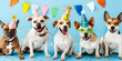 Cute smiling dogs celebrating Happy Birthday party concept Funny cute puppy dog border collie wearing birthday silly hat isolated on white background Pet dog on Birthday day.AI Generative