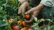 Close-up shot of a Chef's hands tenderly picking ripe produce from the bountiful crops of a farm, captured with the authenticity of documentary photography