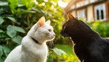 Fototapeta  - 白猫と黒猫の対面