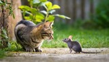 Fototapeta  - 猫とネズミが仲良くご対面