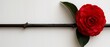   Red flower atop wooden pole beside white wall with green leaf