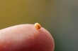 © Bargais - Small mustard seed on finger. Faith the size of a mustard seed.