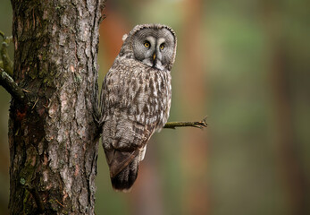 Poster - Great grey owl ( Strix nebulosa ) close up