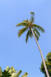 Low angle view of a single tall and lush palm tree against clear blue sky on a sunny day. Natural tropical travel and vacation background with copy space.