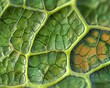 Microscopic view of a leaf's epidermal layer, displaying cell arrangement and chloroplasts,