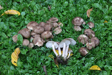 Wall Mural - Clustered domecap, Lyophyllum decastes, wild mushroom from Finland