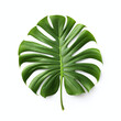 large green leaves of monstera deliciosa isolated on white background
