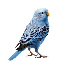 Blue Parakeet Isolated On Transparent Background