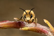 Spring mining bee (Colletes cunicularius) on Coltsfoot // Frühlings-Seidenbiene auf Huflattich
