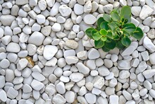 White Pebbles Background And Green Succulent Plant On The Ground