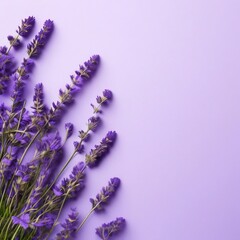 lavender flowers on a lilac background. summer layout with space for text.