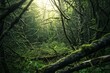Beautiful dark forest with mossy trees and sunlight in the morning