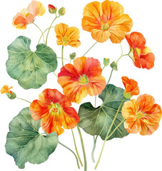 Nasturtium flower watercolor isolate illustration vector.