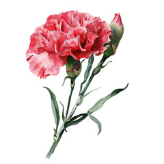 Wall Mural - Watercolor Carnation Clipart