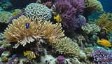 Fototapeta Do akwarium - Colorful Coral Reef and Anemone Image Background colorful background