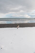 © Cavan Images - Woman walking on beach with surf board winter iceland