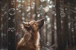 dog with bubbles floating above in a tranquil forest
