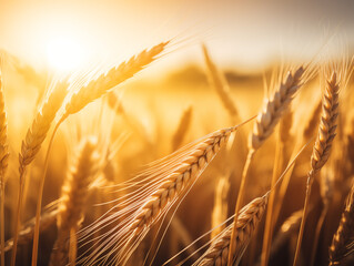 Wall Mural - Golden wheat field basking in the warm glow of a summer sunset