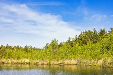 Canvas Print - Forest lake with lush green birch trees by the waters edge