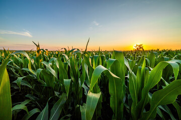 Wall Mural - Vibrant cornfield basking in the warm glow of a sunset under a clear sky