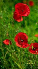 Sticker - Field of poppy flowers papaver rhoeas in spring.