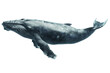 A whale isolated on a transparent background, Generative AI